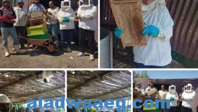 صورة وكيل زراعة الفيوم يصرح بنطلاق مبادرة المديرية لتطوير صناعة نحل العسل بالمحافظة 