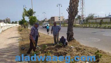 صورة تواصل أعمال تطوير المسطحات الخضراء بشارع محمد علي ومدخل بورسعيد الجنوبى