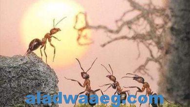 صورة عجائب الموت عند النمل