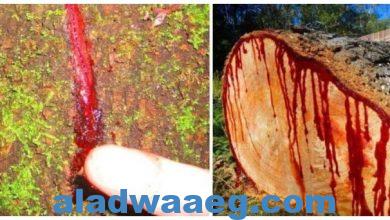 صورة شجرة تنزف الكثير من الدماء بسبب دم الاخوين