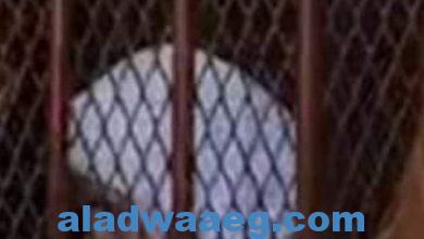 صورة عاجل.  نورهان قاتلة والدتها عقب سماعها الحكم بإعدامها: “جيالك يا أمي عشان تسامحيني