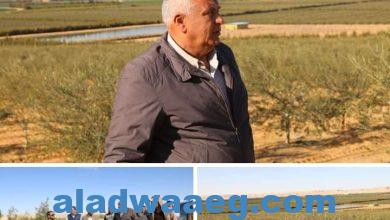 صورة الزملوط يتفقد مشروعات الاستثمار الزراعي بمنطقة أبو منقار بالفرافرة