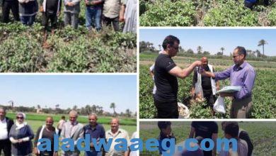 صورة زراعة الفيوم تنفذ يوم حصاد محصول البصل المحمل على القطن بقرية المندره