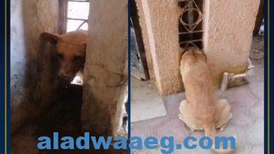 صورة قوات الحماية المدنية تنقذ “كلب” محتجز بأحد العقارات بالفيوم