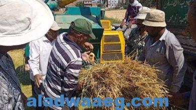 صورة زراعة الشرقية تُنفذ يوم حصاد لحقل إرشادي مزروع بمحصول الأرز