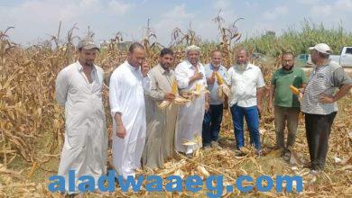 صورة الزراعة: بدء حصاد 153 الف فدان ذرة تابعة لقطاع استصلاح الأراضي على مستوى الجمهورية