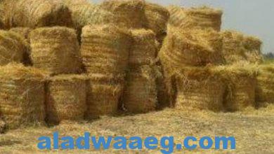 صورة الزراعة :منظومة تدوير قش الأرز نجحت في جمع مليون و703 ألف طن