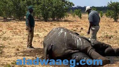 صورة موت الأفيال بسبب الجفاف الناجم عن تغير المناخ وظاهرة النينيو العالمية
