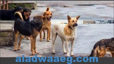 صورة 70 ألف كلب شارد.. تنتظر المنظمات الدولية