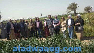 صورة الفرق الإرشادية الريفيه تجوب مركز إطسا بمحافظة الفيوم لتوعية المزارعين
