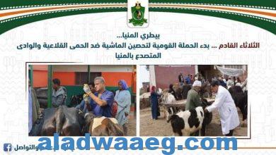 صورة بدء الحملة القومية لتحصين الماشية ضد الحمى القلاعية والوادى المتصدع بالمنيا الثلاثاء