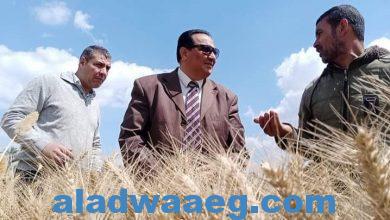 صورة إستمرار متابعة مرور وكيل وزارة الزراعة بدمياط علي زراعات القمح