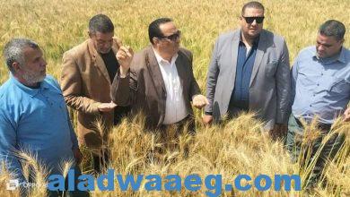 صورة مرور وكيل وزارة الزراعة بدمياط لتفقد محاصيل القمح