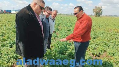 صورة متابعة وكيل وزارة الزراعة بدمياط لزراعات البطاطس