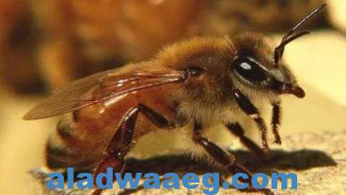 صورة عاجل.. النحل الإفريقي يهاجم جيش الاحتلال